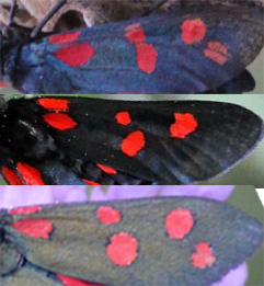 Zygaena filipendulae ?